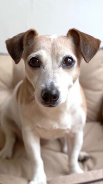 Smart eyes dog looking at the camera waiting for treat apple. Cute pet face close up. Vertical video footage