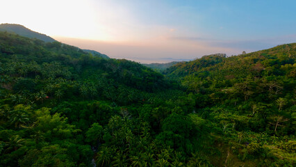 Aerial view of lush tropical valley with dense jungle and rolling hills at sunset. Warm light over green forest landscape with distant horizon and soft sky. © Houston