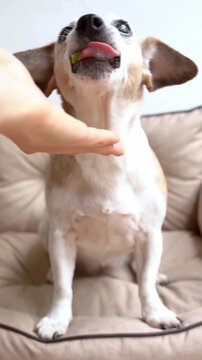Elderly dog Jack Russell terrier sitting on bed sofa eating chewing a piece of apple. woman hand treating a pet. Vertical video footage. Adorable pet snacking