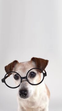 Smart Dog in round glasses looking at camera. sitting on white background studio vertical video footage 9:16. happy pet wearing glasses curious eyes. Older grey haired Jack Russell terrier. empty copy