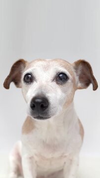 Adorable Dog portrait smart curious eyes looking at camera. white background studio vertical video footage 9:16. Older grey haired Jack Russell terrier. empty copy space on top 
