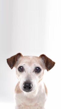 Dog portrait smart curious eyes looking at camera. white background studio vertical video footage 9:16. Older grey haired Jack Russell terrier. empty copy space on top 
