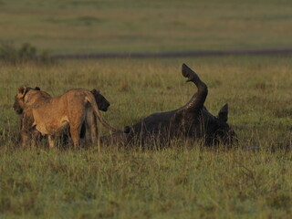 Obraz premium A lioness standing alert and facing a warthog in tall savannah grass. The image captures a tense wildlife moment in the African plains, suggesting predator-prey interaction within a natural ecosystem 