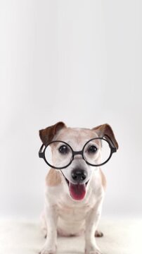Adorable Dog in round glasses looking at camera. sitting on white background studio vertical video footage 9:16. Smiling happy pet wearing glasses curious eyes. Older grey haired Jack Russell terrier.