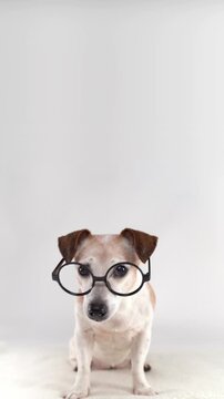 Dog in round glasses looking at camera. sitting on white background studio vertical video footage 9:16. pet wearing glasses curious eyes. Elderly grey haired Jack Russell terrier. empty copy space on 