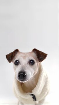 Dog in warm beige clothes looking at camera. sitting on white background studio vertical video footage 9:16. pet warm clothes fleece jacket fashion.  empty copy space on top
