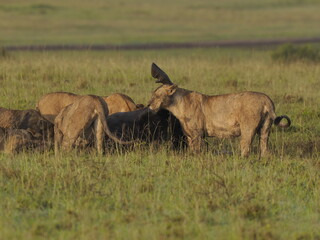 Fototapeta premium A lioness standing alert and facing a warthog in tall savannah grass. The image captures a tense wildlife moment in the African plains, suggesting predator-prey interaction within a natural ecosystem 