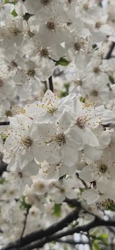 White blossom