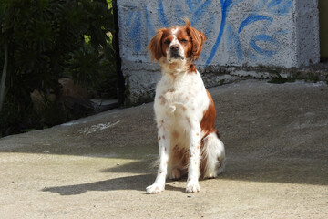 Spaniel breton, Brittany spaniel © Steve Fossiant