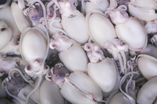 Many fresh white squids as background	