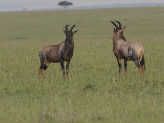 Obraz premium Two wildebeest confronting each other in a display of strength in the African savanna. This wildlife scene captures competition, dominance, and natural behavior in a grassland ecosystem, illustrating 