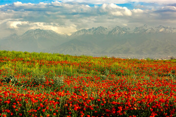 Blooming red poppy fields with mountain landscape in the background in Kazakhstan. Scenic spring meadow covered with wild poppies against majestic mountain scenery in Central Asia © Tatyana_Drujinina
