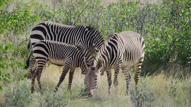 Grevy's zebra mother and father with foal grazing on grass in African wilderness, showcasing family herd behavior and wildlife conservation in a Namibia safari nature reserve