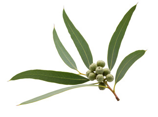Fresh eucalyptus branch with vibrant green leaves and developing seed pods, isolated botanical element PNG for natural designs and wellness concepts © Francisco