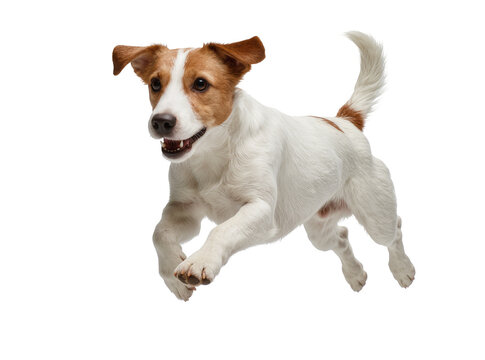 Playful Jack Russell Terrier dog, full body shot of a happy pet jumping mid-air, isolated PNG on transparent background, dynamic animal for design