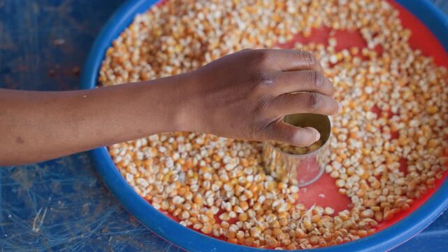 Closeup of household corn processing routine. Domestic scene of hand sorting corn kernels casually. Everyday household task involving manual separation of yellow corn kernels into basin