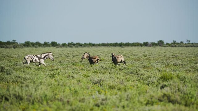 Young zebra foal playfully jumping and running alongside its mother while the rest of the herd grazes in expansive green grasslands of a national park in Africa
