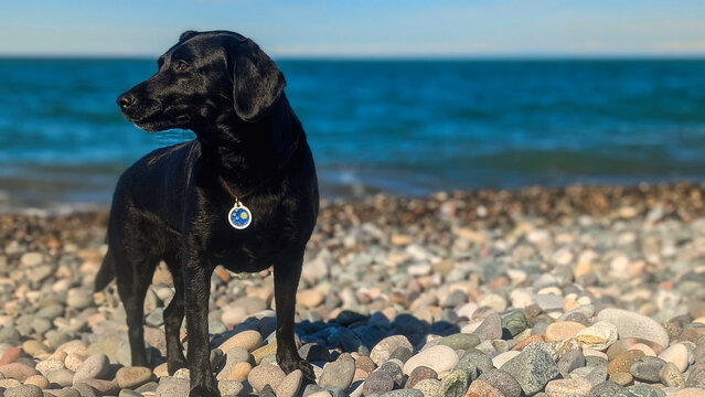 A professional portrait of a sleek black dog posing on a coastal shingle beach. The sun highlights its shiny coat and a unique blue artistic collar tag, while the bright blue ocean waves 