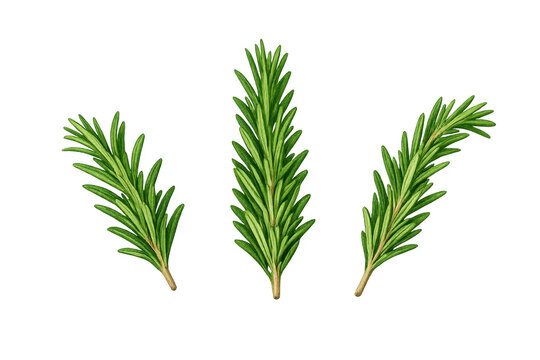 Rosemary branches presenting aromatic herb for cooking