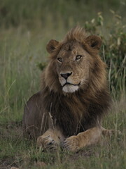 Fototapeta premium A powerful male lion resting in the African savanna, captured in a calm and alert pose. The image emphasizes strength, authority, and natural beauty, representing one of the most iconic predators in i