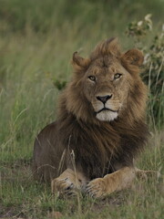 Obraz premium A majestic male lion resting calmly in tall grass in the African savanna. The image captures strength, authority, and natural beauty, highlighting the iconic presence of one of Africa’s most powerful 