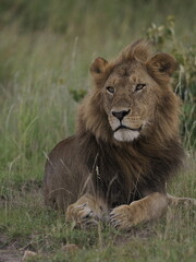 Obraz premium A majestic male lion resting calmly in tall grass in the African savanna. The image captures strength, authority, and natural beauty, highlighting the iconic presence of one of Africa’s most powerful 