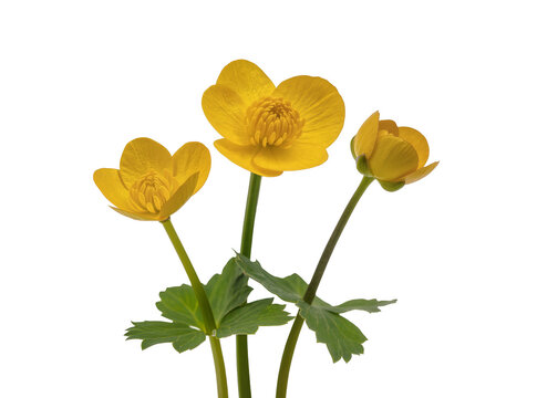 Three vibrant yellow buttercup flowers with green stems and leaves, blooming beautifully, isolated PNG for spring and nature designs