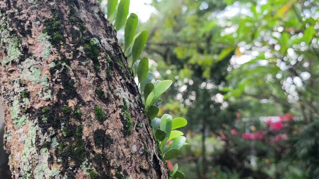 Rows of green leaves growing on large, mossy tree trunks