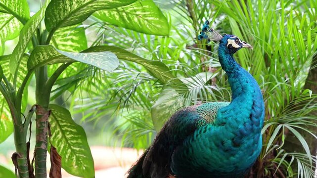 blue bird look around for the surrounding before preening, blue peacock always stays in alert in the wild