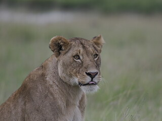 Fototapeta premium A lioness stands alert in tall grass in the African savanna. The image captures strength, focus, and natural behavior of one of the most iconic predators in Kenya’s wildlife ecosystem.