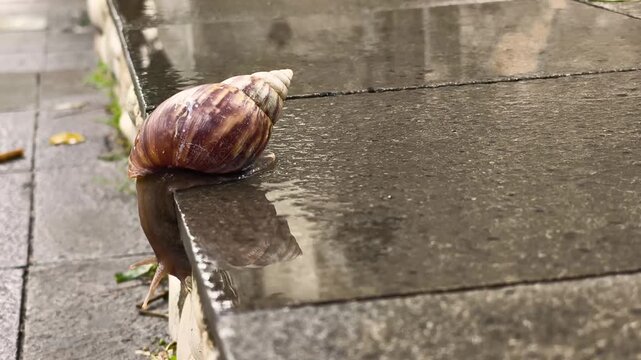 A snail is trying to climb down the wet steps because of the rain
