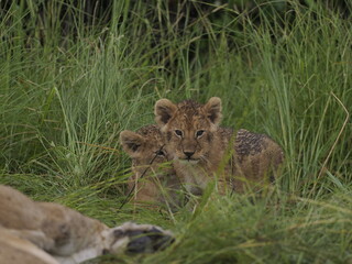 Obraz premium lion cubs rest side by side in the African savanna, with an adult lioness in the background. The image captures family bonding, early life stages, and the gentle side of one of the most powerful preda