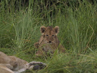 Obraz premium lion cubs rest side by side in the African savanna, with an adult lioness in the background. The image captures family bonding, early life stages, and the gentle side of one of the most powerful preda