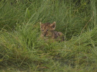 Obraz premium lion cubs rest side by side in the African savanna, with an adult lioness in the background. The image captures family bonding, early life stages, and the gentle side of one of the most powerful preda