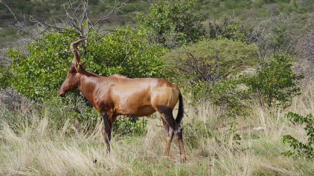 Hartebeest antelope grazing in tall grass of african savanna, exploring bush and grassland of national park in South Africa in its natural habitat