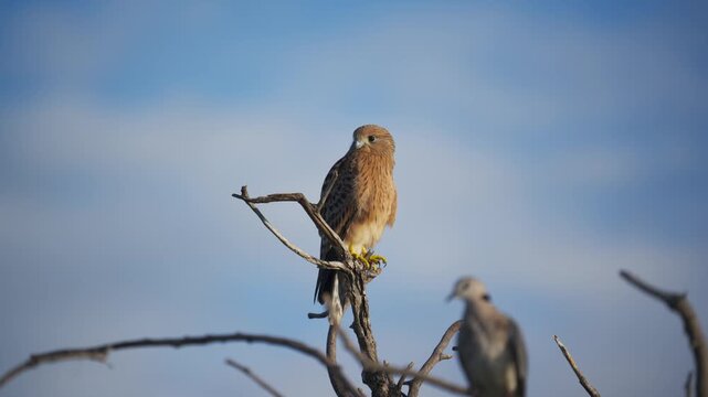 Greater Kestrel perching on dead tree branch in national park with Cape turtle dove in background, african bird of prey looks around in wild nature
