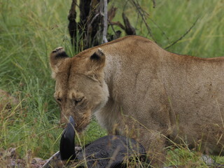 Naklejka premium Group of lions moving together across open savannah grassland. The image captures natural social behavior and group dynamics of predators in their habitat, illustrating strength, cooperation, and surv