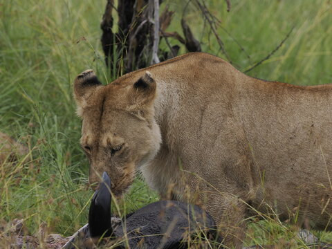 Group of lions moving together across open savannah grassland. The image captures natural social behavior and group dynamics of predators in their habitat, illustrating strength, cooperation, and surv