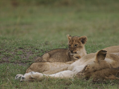 Group of lions moving together across open savannah grassland. The image captures natural social behavior and group dynamics of predators in their habitat, illustrating strength, cooperation, and surv