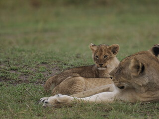 Obraz premium Group of lions moving together across open savannah grassland. The image captures natural social behavior and group dynamics of predators in their habitat, illustrating strength, cooperation, and surv