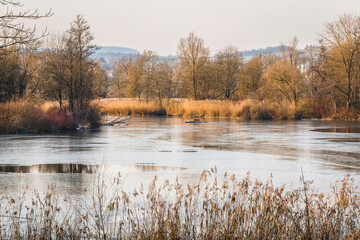 Fototapeta premium Calm river landscape with reeds and winter trees in countryside