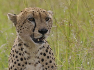 Naklejka premium Close-up portrait of a cheetah sitting in tall grass, looking directly toward the camera. The image highlights the animal’s distinctive tear marks, spotted coat, and alert expression in its natural Af