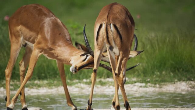 Male impalas fighting with horns for dominance at waterhole in Etosha National Park, showcasing natural animal behavior in African savannah during safari expedition