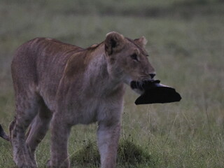 Naklejka premium Young lion walking across savannah grassland carrying prey in its mouth. The image captures a raw moment of wildlife behavior, highlighting predator instincts, survival, and the natural food chain in 