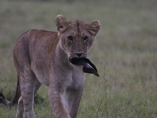 Fototapeta premium Young lion walking across savannah grassland carrying prey in its mouth. The image captures a raw moment of wildlife behavior, highlighting predator instincts, survival, and the natural food chain in 