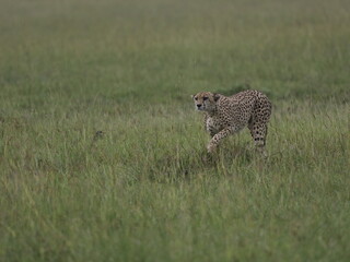 Naklejka premium Close-up portrait of a cheetah sitting in tall grass, looking directly toward the camera. The image highlights the animal’s distinctive tear marks, spotted coat, and alert expression in its natural Af