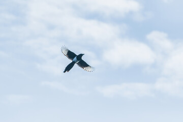 Magpie flying against blue sky with clouds © stgrafix
