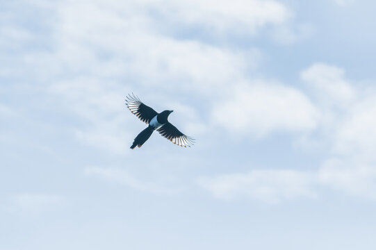 Magpie flying against blue sky with clouds