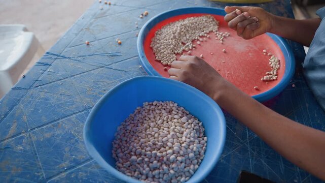 Person cleaning beans on countertop diligently. Vendor carefully selecting and cleaning beans for sale. Hands meticulously inspecting and removing debris from beans before food preparation for sale