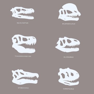 Minimalist set of carnivorous dinosaur skull silhouettes: velociraptor, dilophosaurus, tyrannosaurus rex, allosaurus, spinosaurus and carnotaurus on neutral background. Paleontology, prehistoric preda